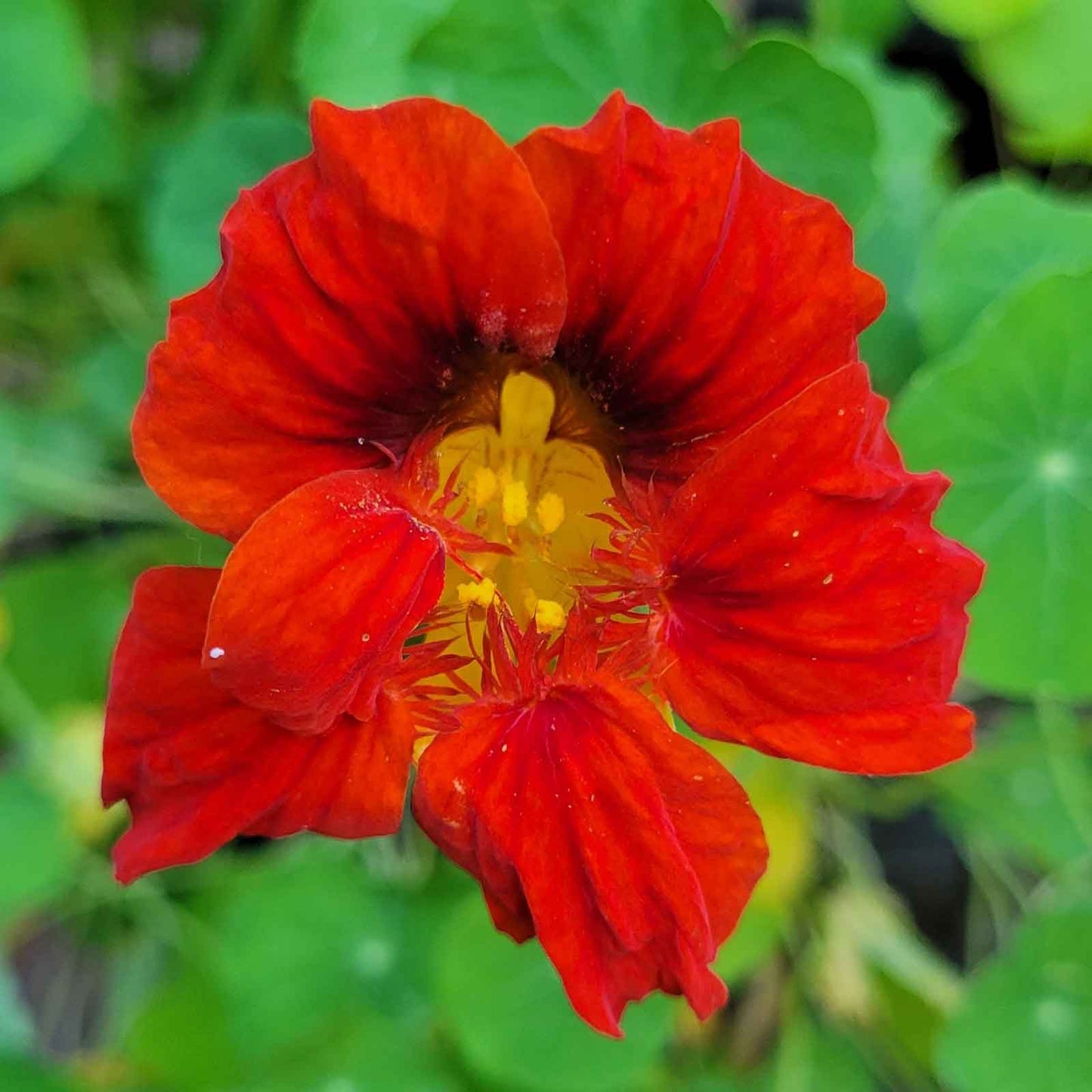 Mahogany Nasturtium Flower – Annual Flower Seeds