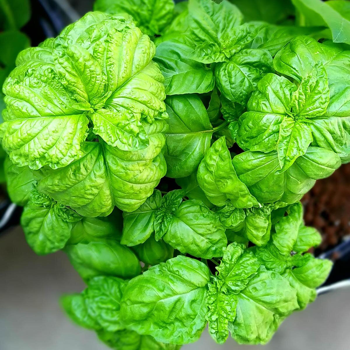 Basil Lettuce Leaf Ocimum Basilicum – Herb Garden Seeds
