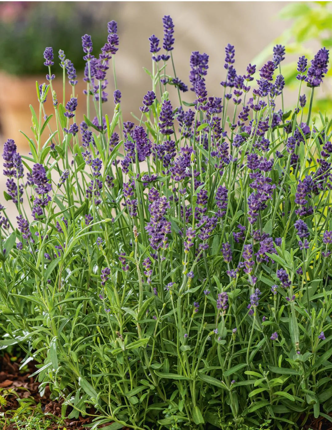 English Lavender Lavandula Angustifolia – Fragrant Garden Herb Seeds