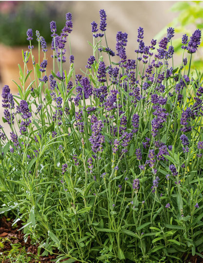 English Lavender Lavandula Angustifolia – Fragrant Garden Herb Seeds