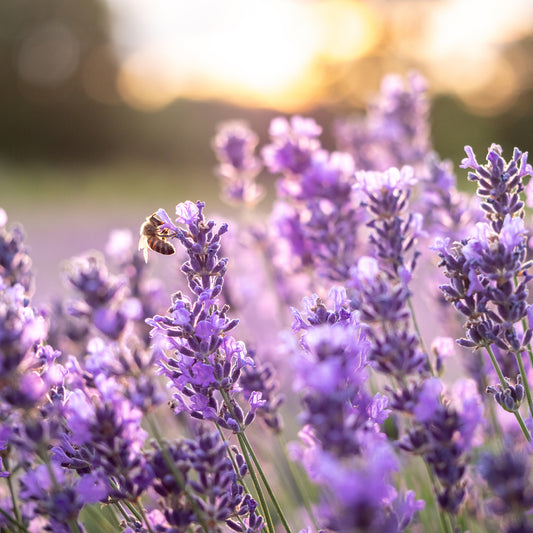 Kikyo Lavender Lime – Garden Herb Seeds