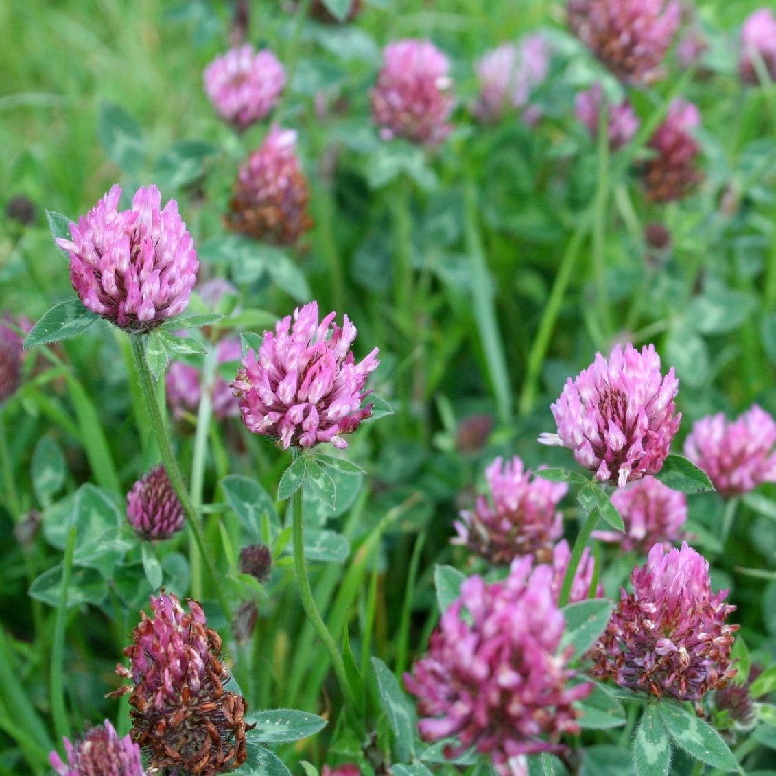 Wild Forest Flower Seeds – Heirloom, Non-GMO, Mixed Woodland Blooms for Planting