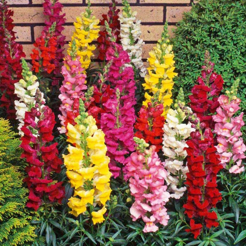 Northern Lights Mixed Snapdragon – Garden Flower Seeds