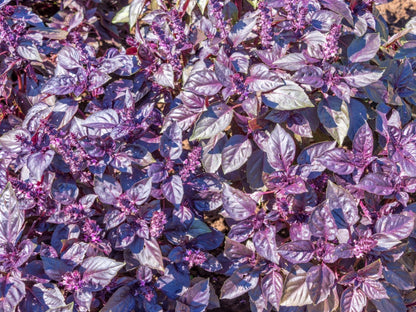 Dark Opal Basil – Garden Herb Seeds