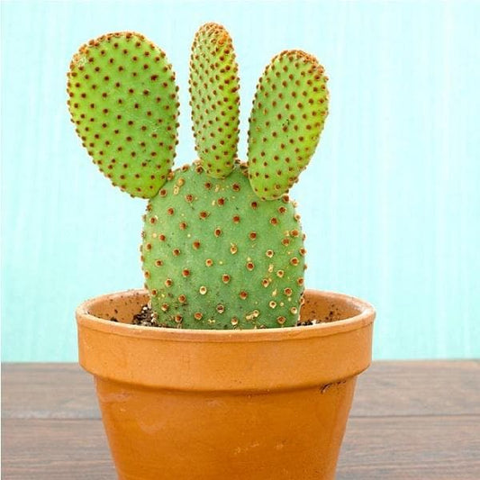 Rabbit Ear Plant Opuntia Microdasys – Succulent Cactus Garden Seeds