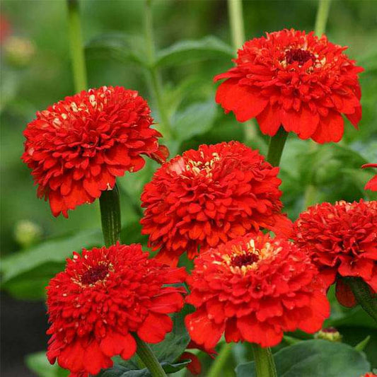 The Deep Red – Garden Flower Seeds