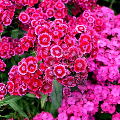 Seeds Dianthus Sweet – Garden Flower Seeds