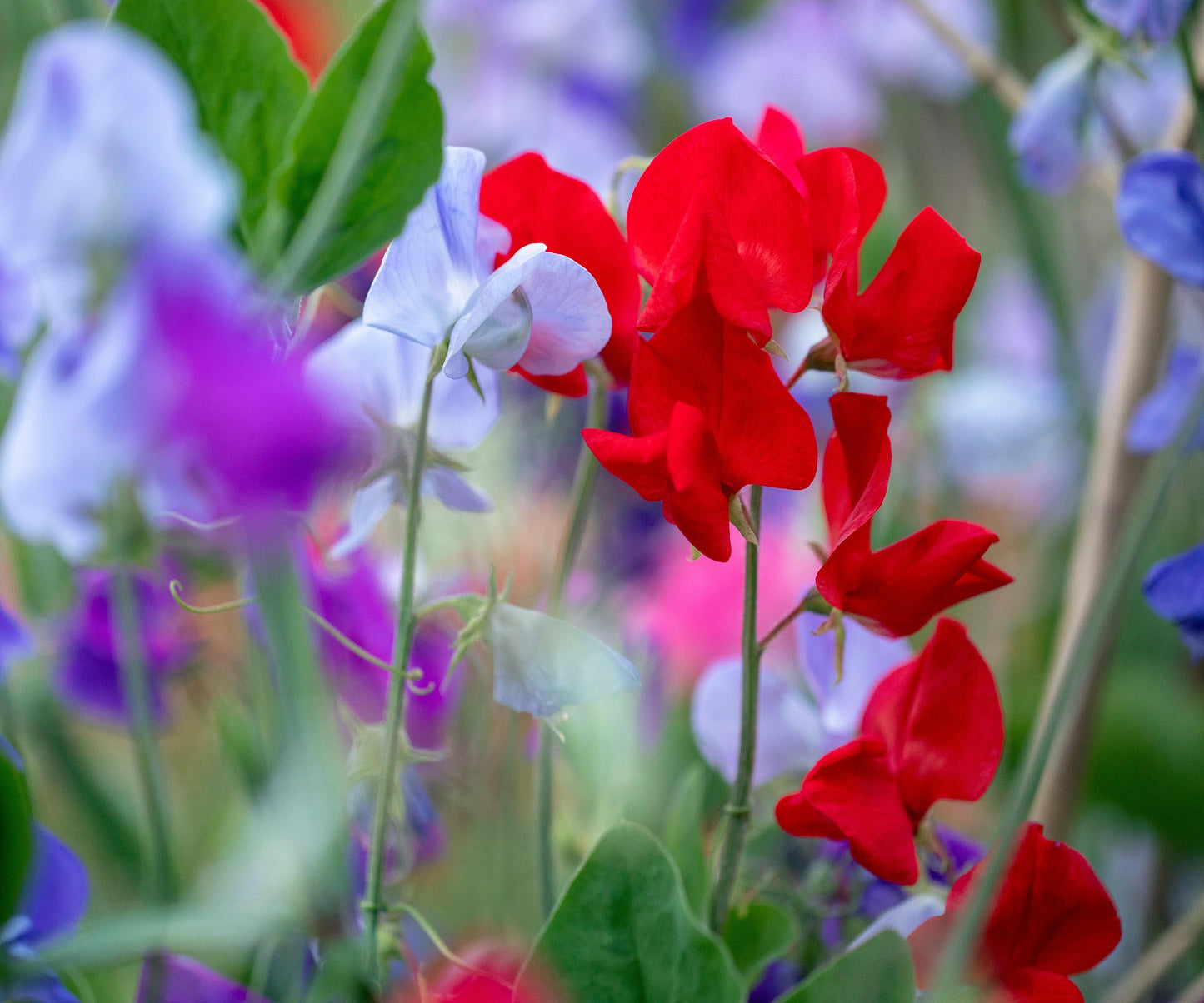 Mammoth Mixed Sweet Pea – Colorful Wildflower Garden Seeds