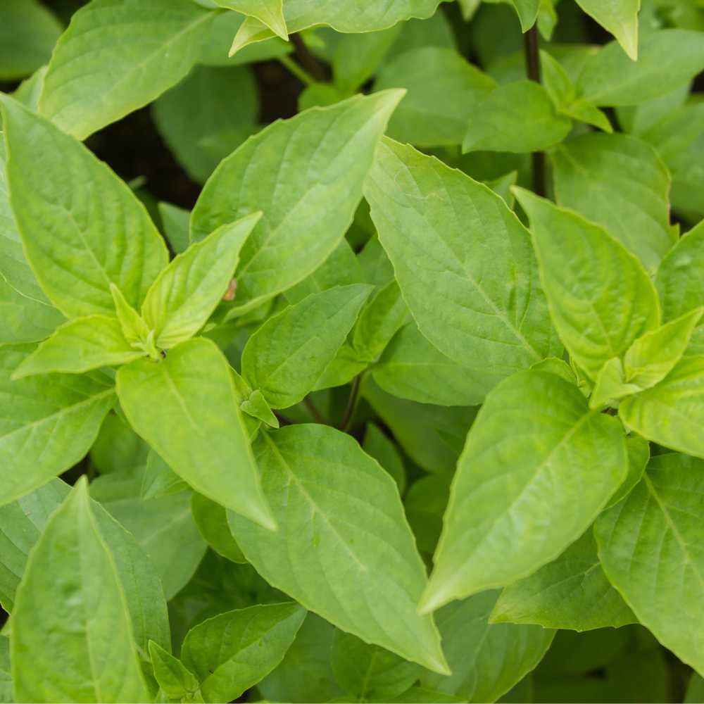 Basil Lemon Ocimum Basilicum – Herb Garden Seeds