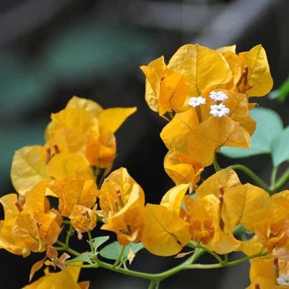 Yellow Bougainvillea Seeds - Bright Tropical Flowering Vine  Drought-Tolerant Ornamental Climber