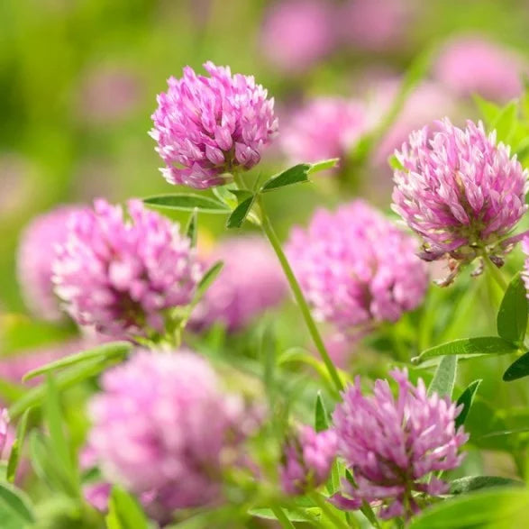 Wild Forest Flower Seeds – Heirloom, Non-GMO, Mixed Woodland Blooms for Planting