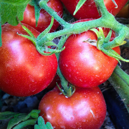 Czech Bush Tomato – Heirloom Vegetable Garden Seeds