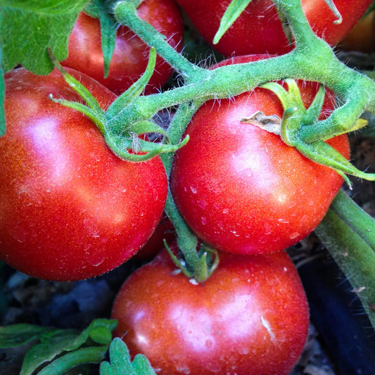 Czech Bush Tomato – Heirloom Vegetable Garden Seeds