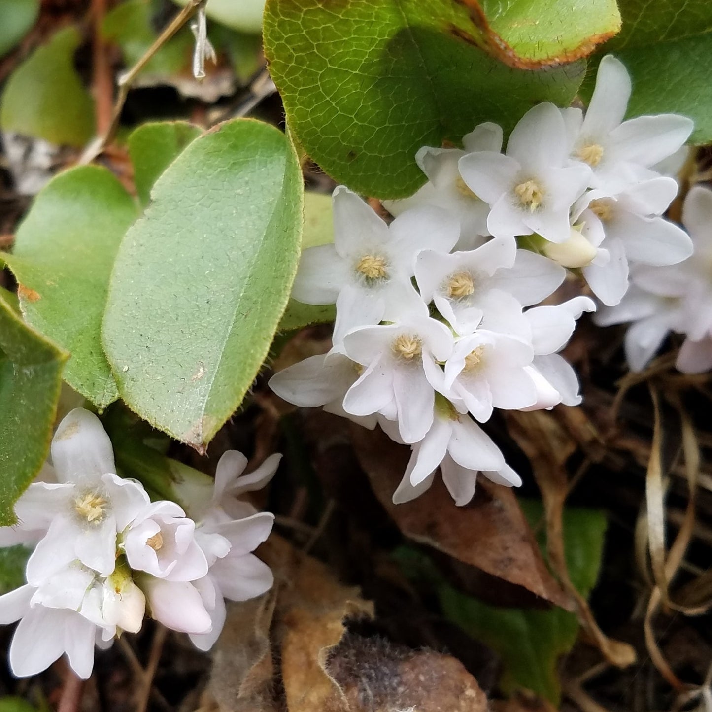 Arbutus White Bloom Seeds – Heirloom, Non-GMO, Evergreen Ornamental Shrub