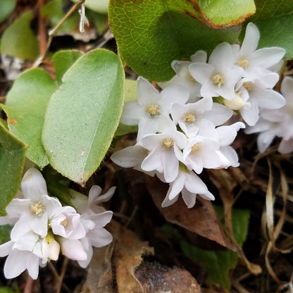 Arbutus White Bloom Seeds – Heirloom, Non-GMO, Evergreen Ornamental Shrub