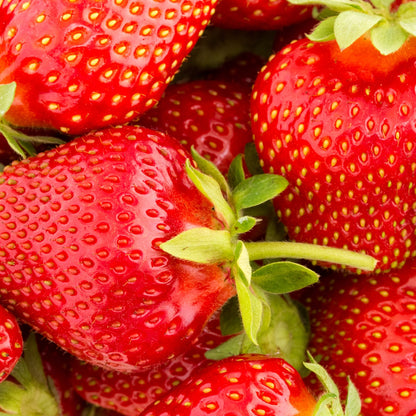 Chandler Strawberry Seeds – Heirloom, Non-GMO, High-Yield Garden Variety