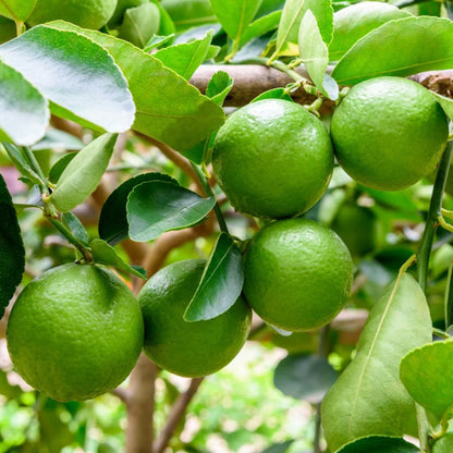 Lime (Citrus aurantiifolia) Seeds for Planting – Heirloom, Non-GMO, Easy to Grow, Citrus Variety