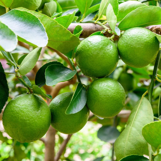 Lime (Citrus aurantiifolia) Seeds for Planting – Heirloom, Non-GMO, Easy to Grow, Citrus Variety