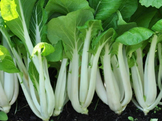 Joi Choi Stir – Garden Flower Seeds