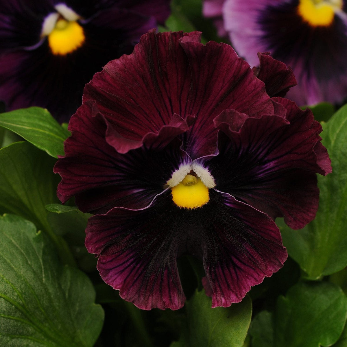 Burgundy Pansy Flower seeds for Planting - Perfect for Borders, Heirloom & GMO Free Seeds for Home Garden