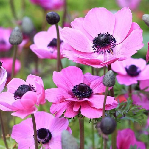 Pink Anemone Flower – Perennial Flower Seeds