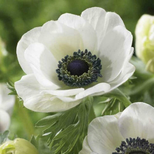 White Anemone Flower – Perennial Flower Seeds