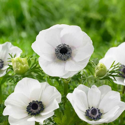 White Anemone Flower – Perennial Flower Seeds