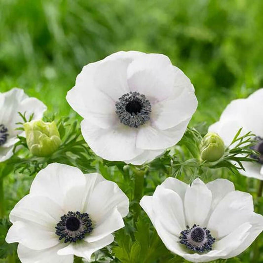 White Anemone Flower – Perennial Flower Seeds