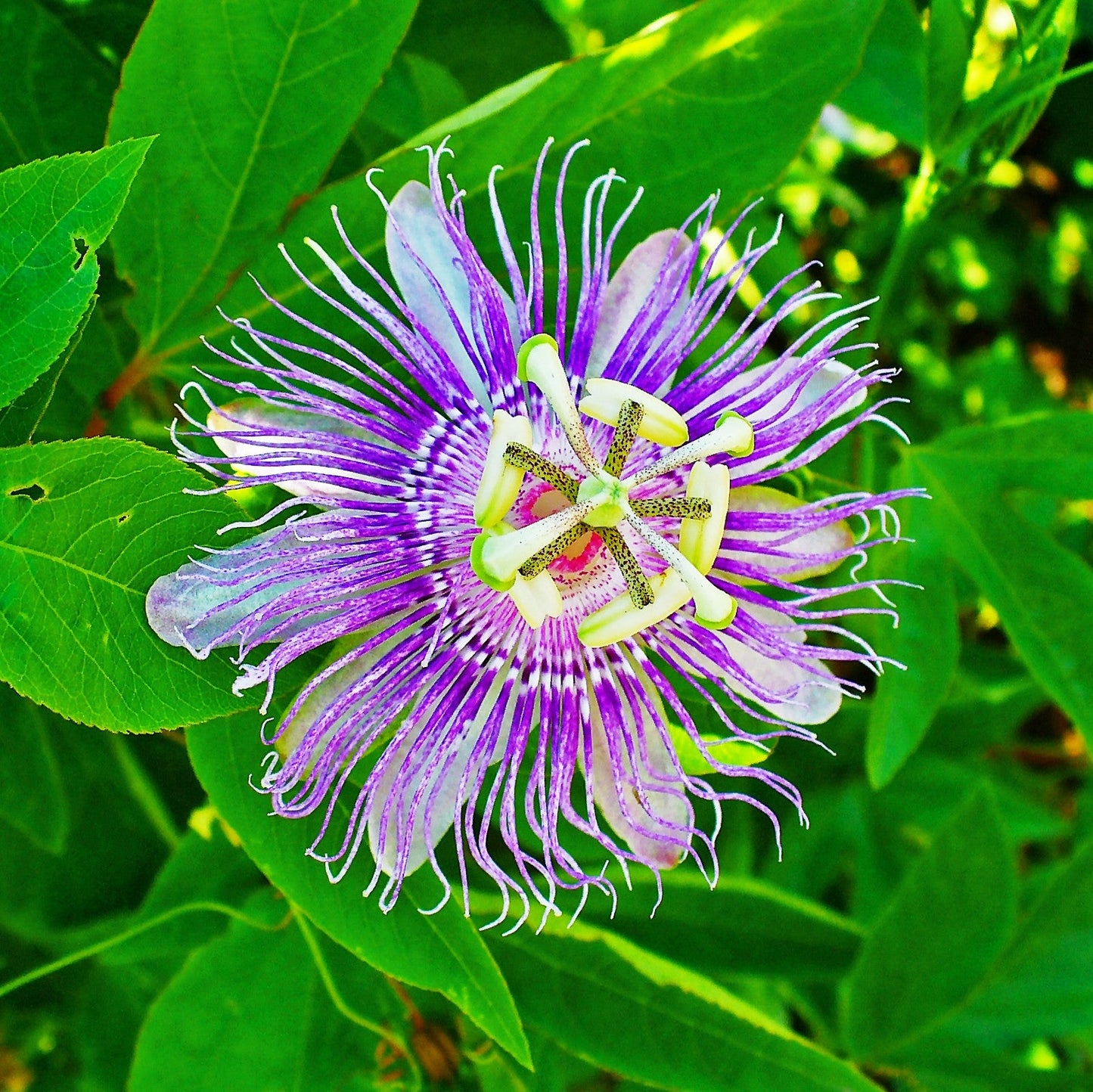 Passion Flower – Climbing Vine Flower Seeds for Garden