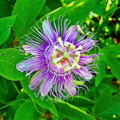 Passion Flower – Climbing Vine Flower Seeds for Garden
