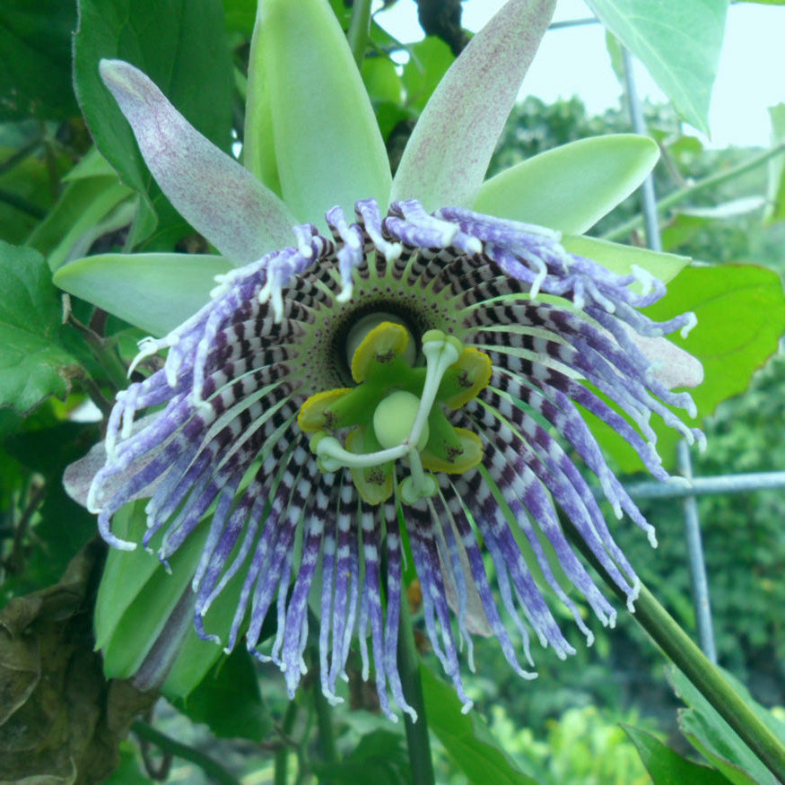 Passiflora edulis Seeds – Sweet Granadilla Passion Flower Seeds for Planting