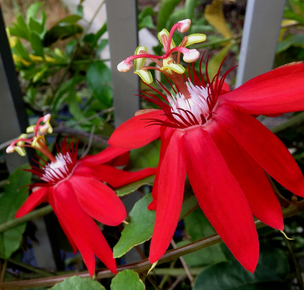 Passiflora vitifolia Seeds – Scarlet Passion Flower, Heirloom, Non-GMO, Tropical Climbing Vine