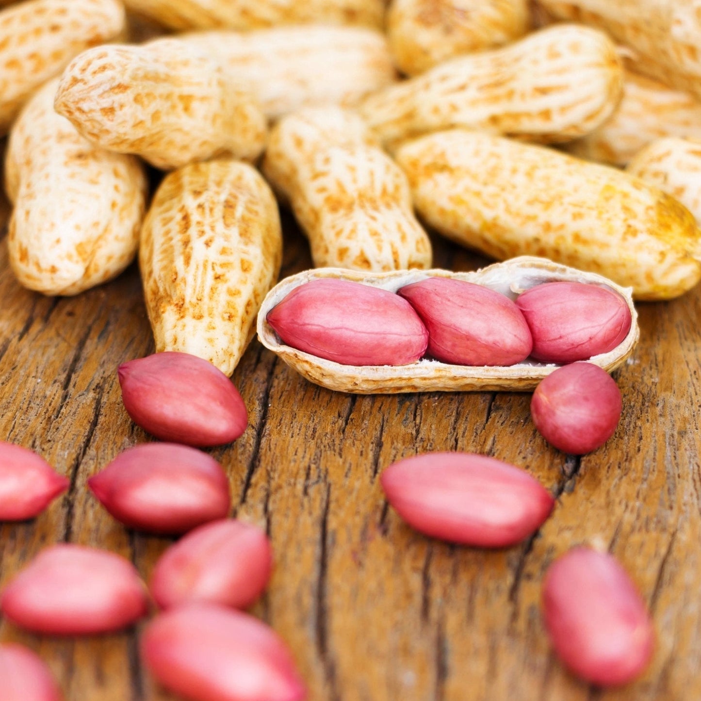 Spanish Peanut Seeds for High Yield - Fast-Growing Groundnut Variety | Easy to Cultivate