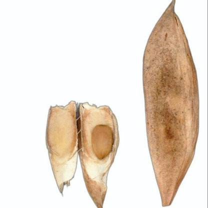 African Blackwood Seeds Dalbergia melanoxylon Rare Hardwood Tree  Valuable Timber Species