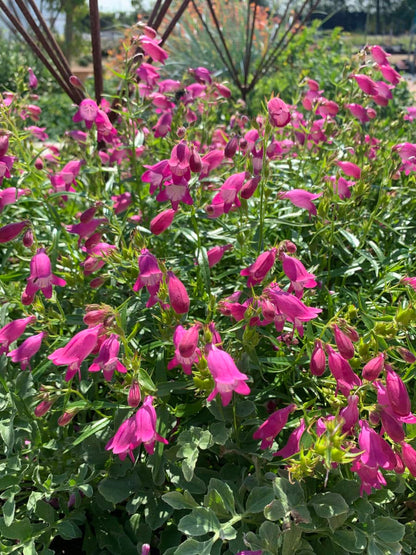 Mexicali Sunburst Penstemon – Perennial Flower Seeds
