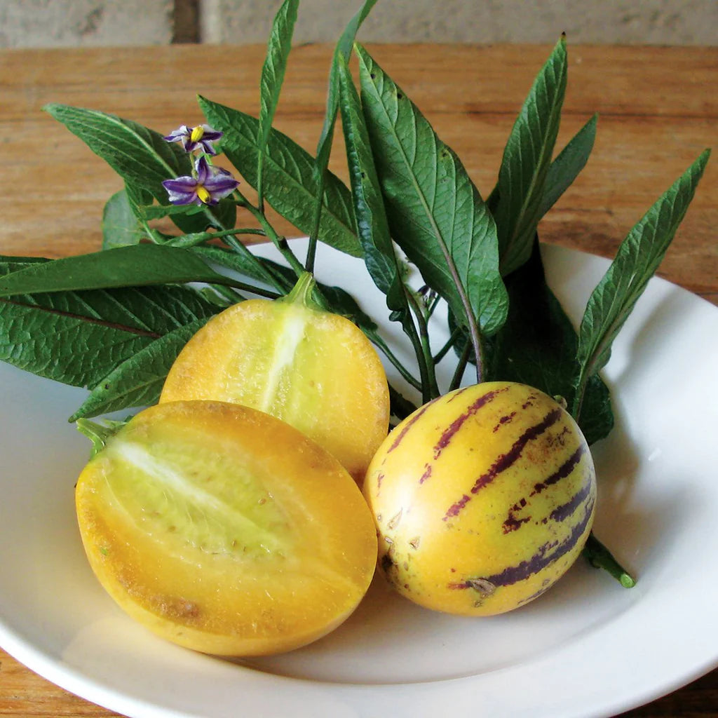 Pepino ‘Golden Sweet’ Seeds – Non-GMO, Heirloom, Easy-to-Grow Melon-Pear Variety