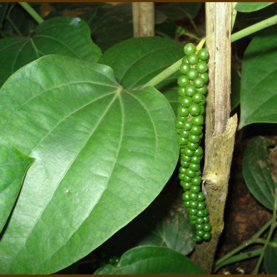 Black Pepper (Piper nigrum) Seeds for Planting – Heirloom, Non-GMO, Easy to Grow, Aromatic Climbing Vine