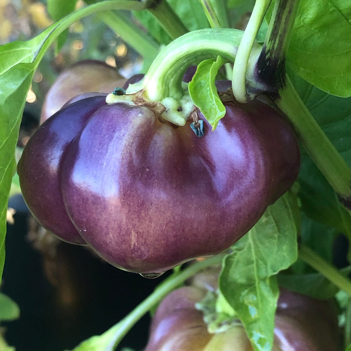 Chocolate Beauty Sweet – Garden Vegetable Seeds