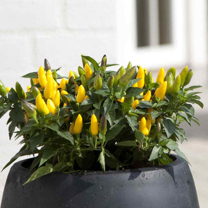 Chili Pepper Goldfinger Capsicum Annuum – Ornamental Garden Vegetable Seeds