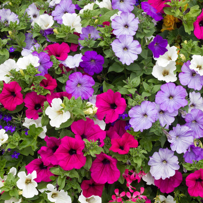 Mixed Dwarf Petunia – Colorful Perennial Flower Seeds