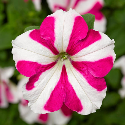 Petunia Star Rose – Annual Flower Seeds