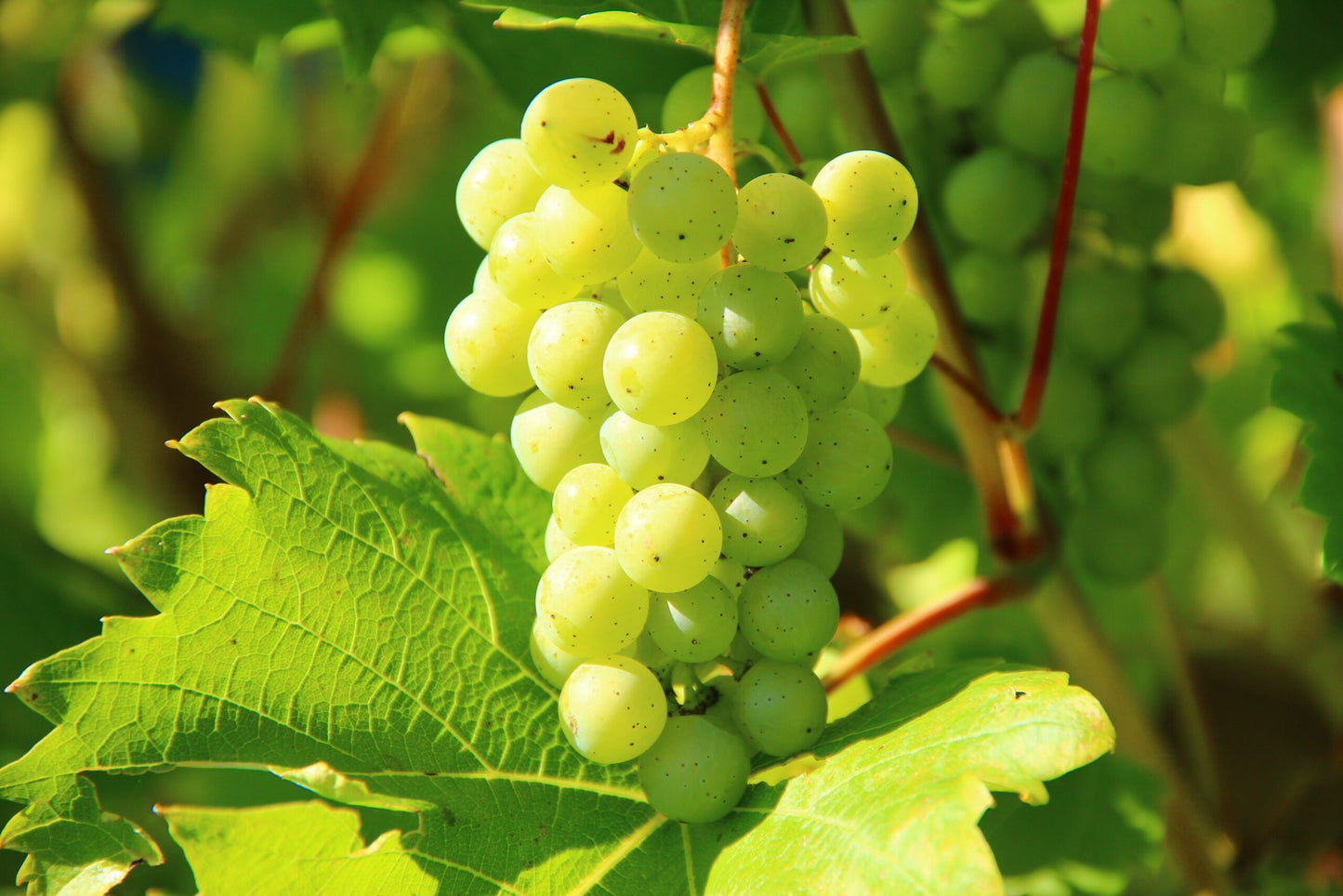 Thompson Seedless (Sultana) Grape Seeds – Easy-Grow Garden Variety