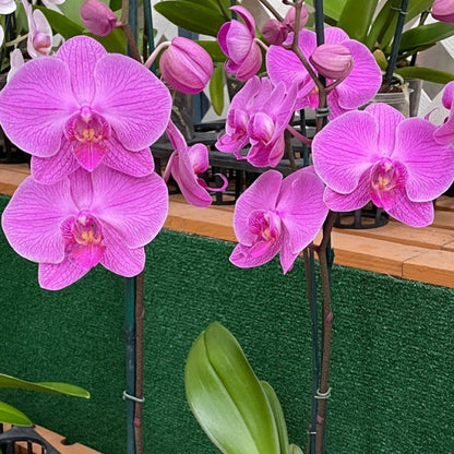 Phalaenopsis Orchid – Perennial Garden Bonsai Flower Seeds