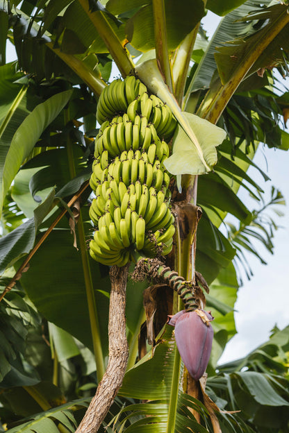 Musa Flaviflora Wild Northeastern Indian Banana Fruit – Fruit Seeds