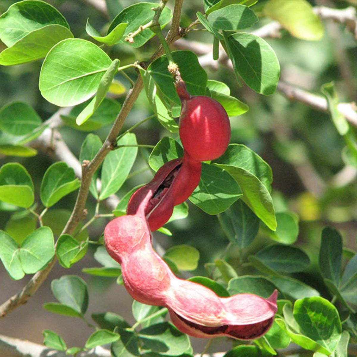 Pithecellobium Dulce – Manila Tamarind Tree Seeds