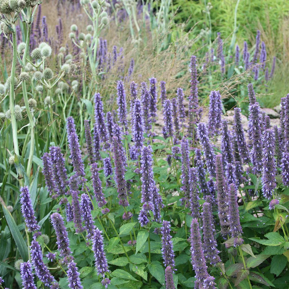 Agastache Giant Hyssop Lavender Blue Agastache Mexicana – Fragrant Garden Herb Seeds
