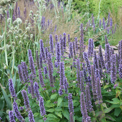 Agastache Giant Hyssop Lavender Blue Agastache Mexicana – Fragrant Garden Herb Seeds