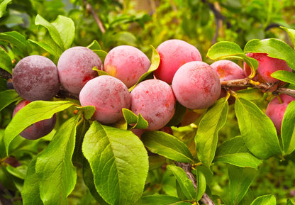 Plum Fruit Tree Seeds For Planting Prunus America Made In Usa Ships From Iowa