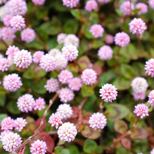 Knotweed Polygonum Capitatum – Pink Punching Balls Garden Seeds