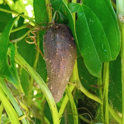 Yam (Dioscorea) Edible Tuber Seeds for Planting – Heirloom, Non-GMO, Easy to Grow, Root Vegetable